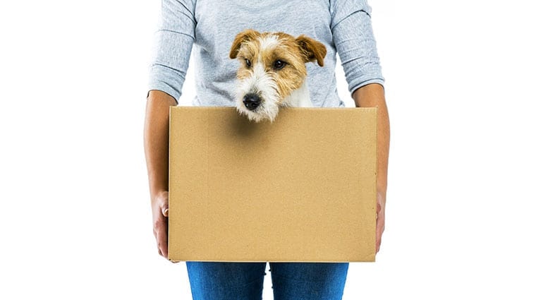 Moving with Pets: How to Make It Comfortable for Them Too
