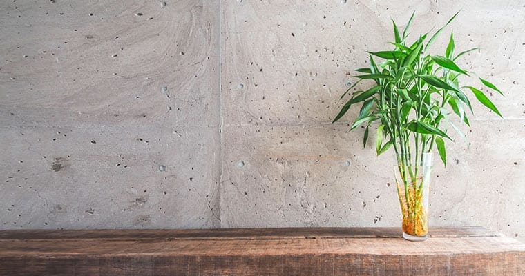 Moving Your House Plants to Your New Home