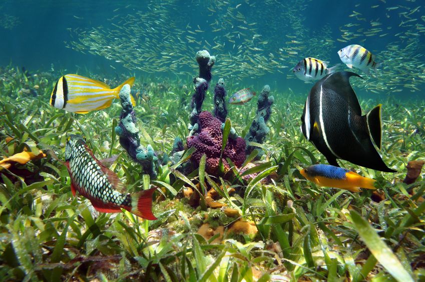 Moving Fish
